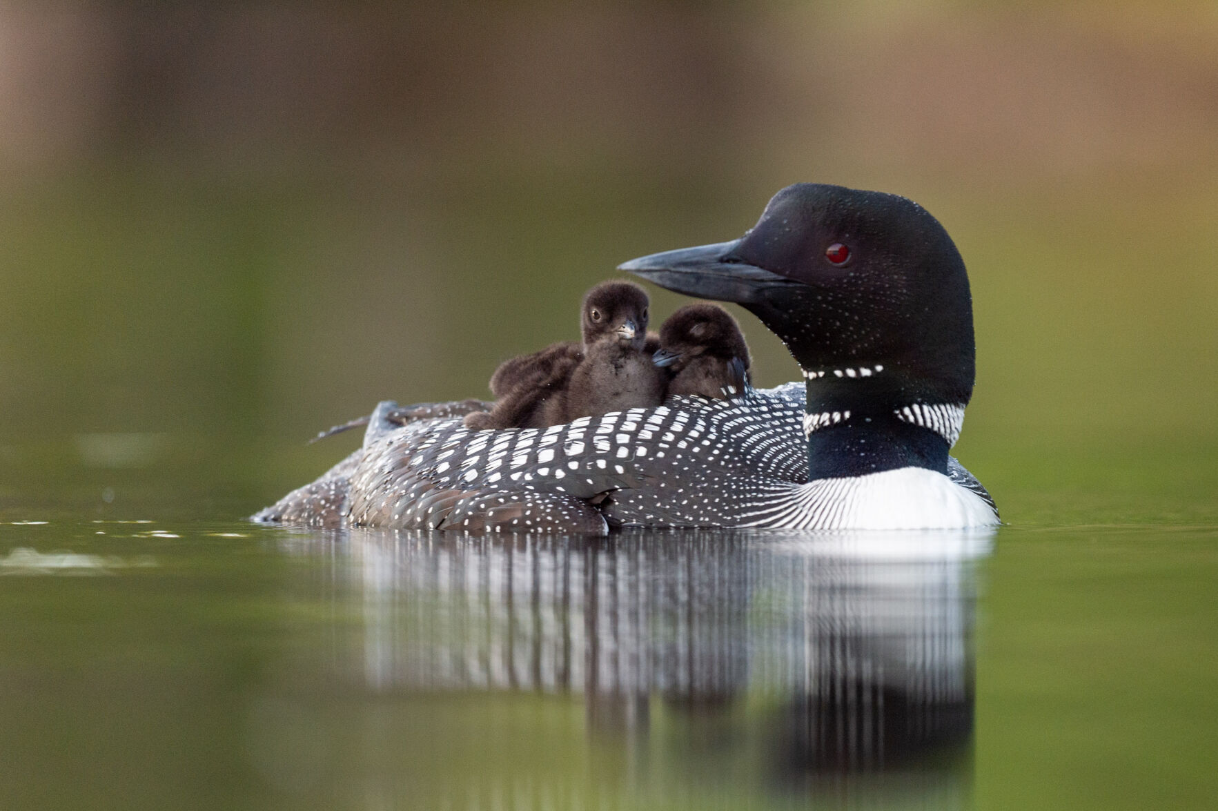 Widespread chemical contaminants found in failed Loon eggs from 24 Lakes